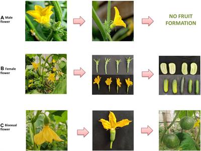 Genetics and marker-assisted breeding for sex expression in cucumber